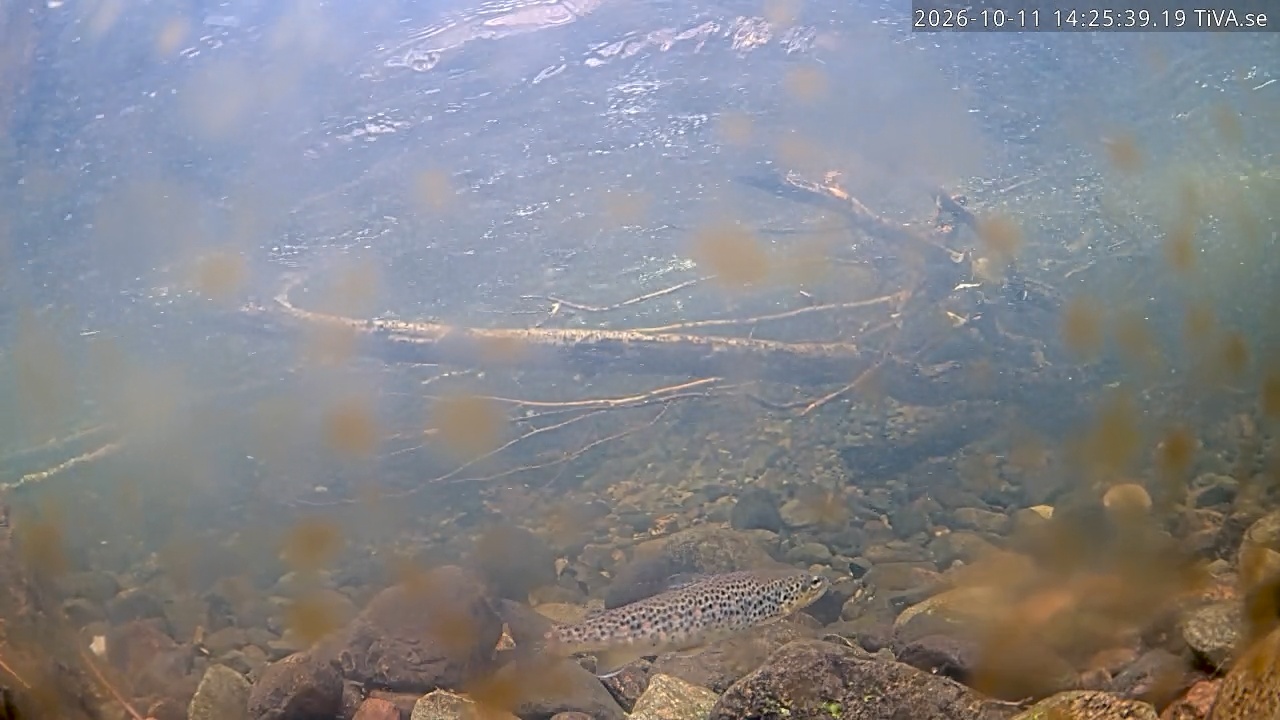 Video 2026-10-11 14:25