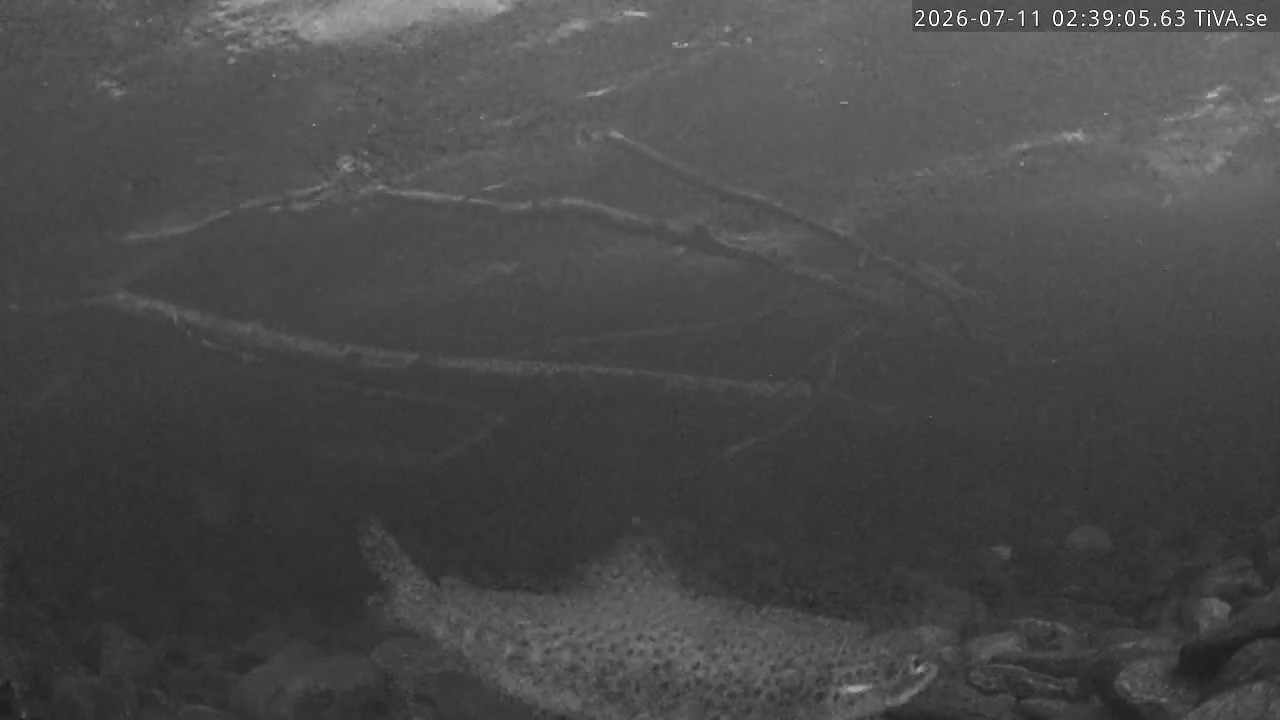Video 2026-07-11 02:39