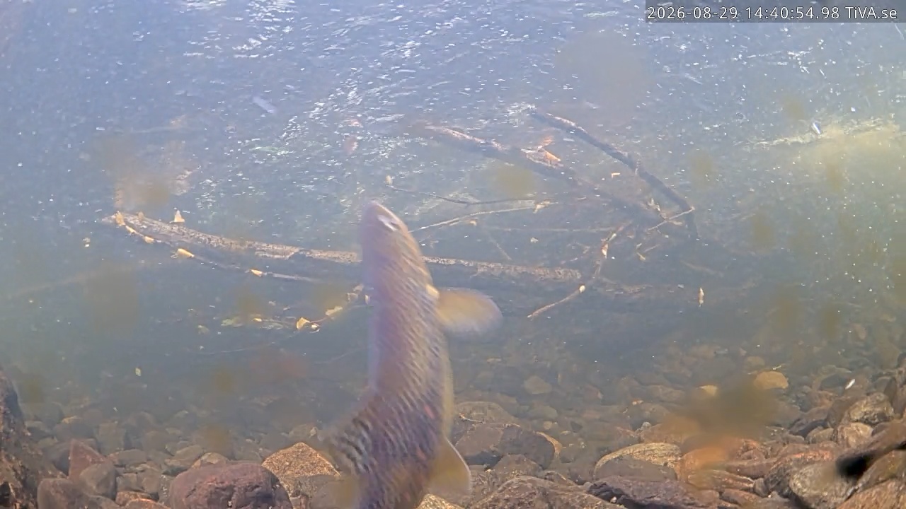 Video 2026-08-29 14:41