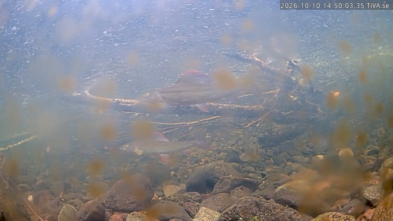 Video 2026-10-10 14:50