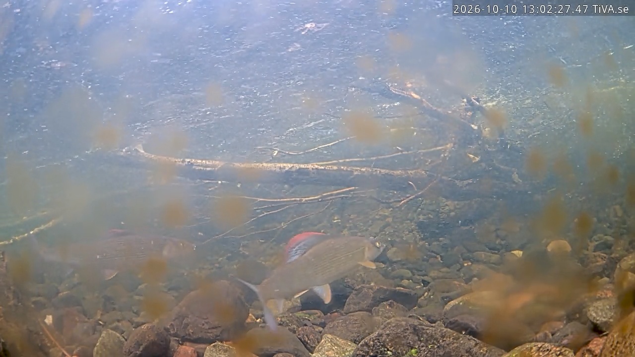 Video 2026-10-10 13:02