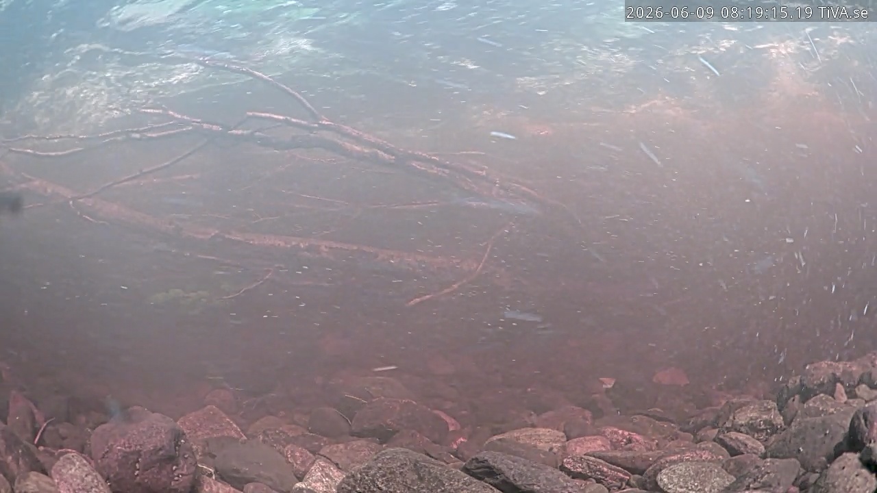 Video 2026-06-09 08:19