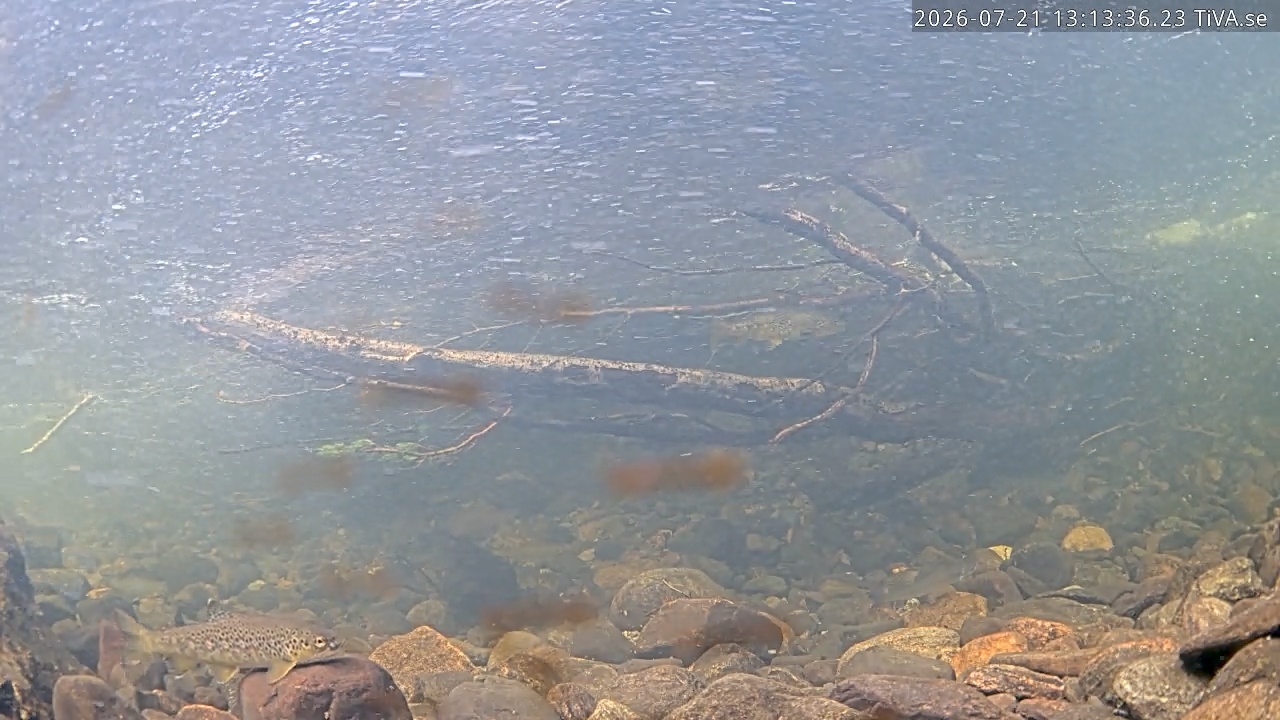 Video 2026-07-21 13:13