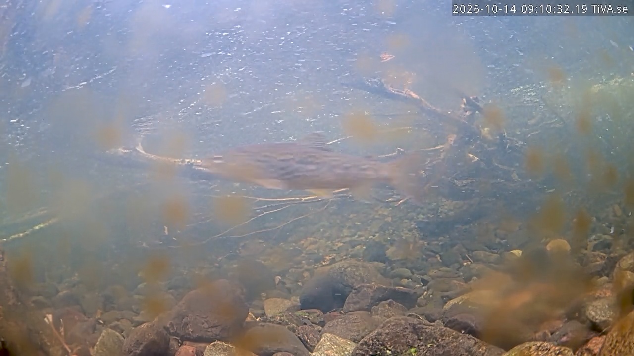 Video 2026-10-14 09:10