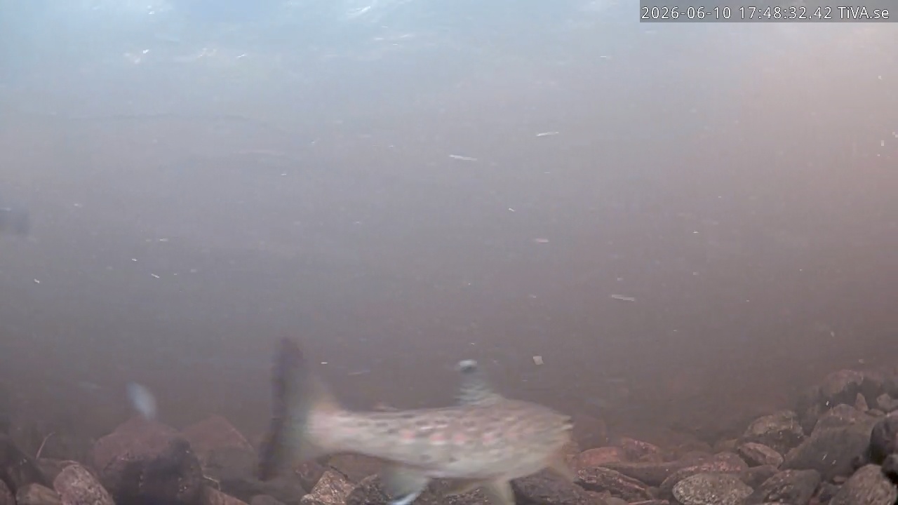 Video 2026-06-10 17:48