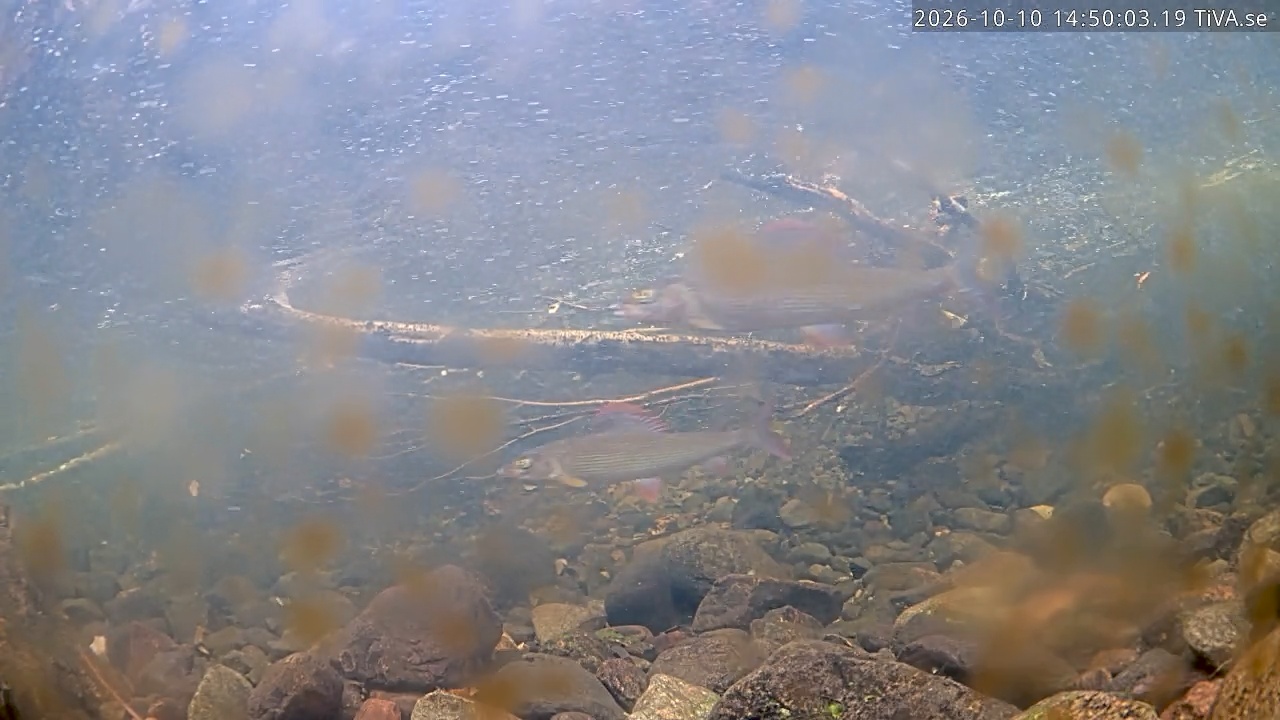 Video 2026-10-10 14:50
