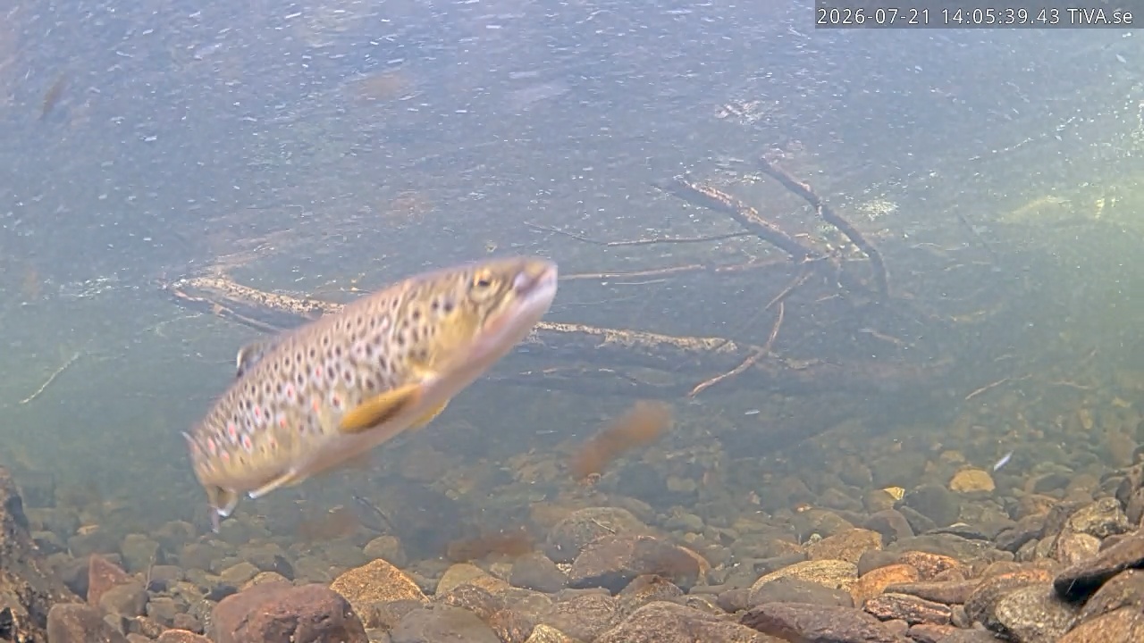 Video 2026-07-21 14:08