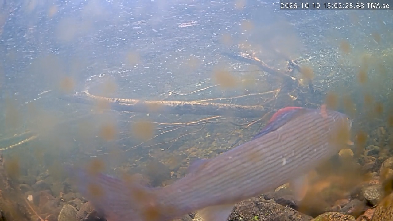 Video 2026-10-10 13:02