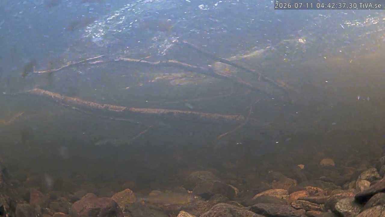 Video 2026-07-11 04:42