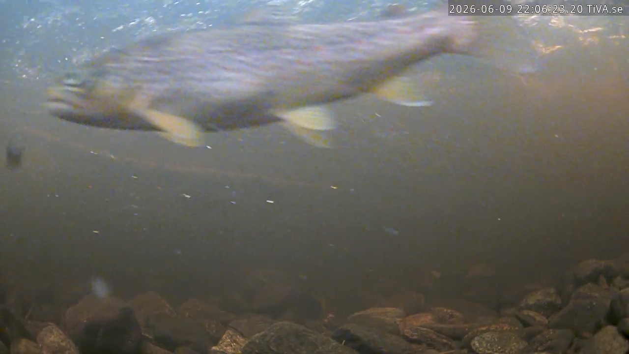 Video 2026-06-09 22:06