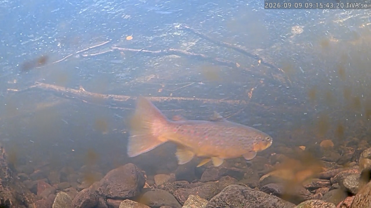 Video 2026-09-09 09:15