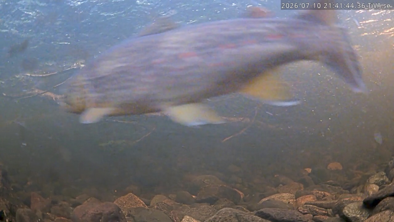 Video 2026-07-10 21:41