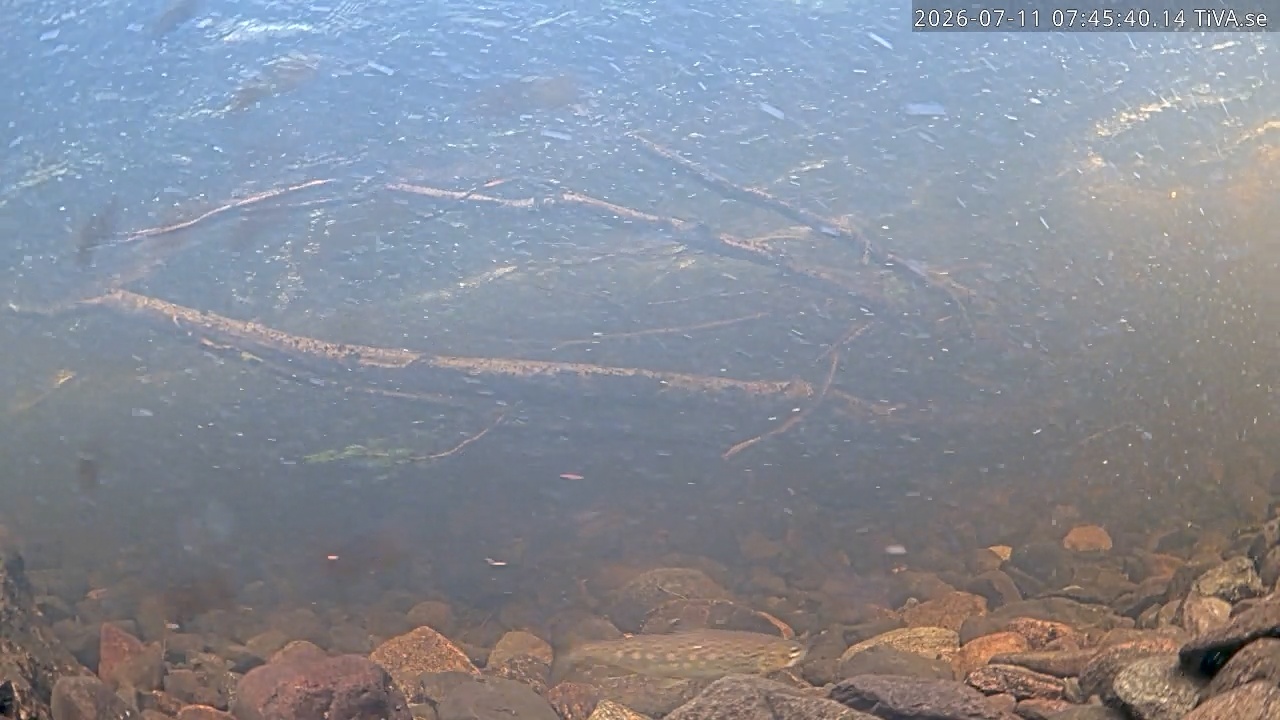 Video 2026-07-11 07:45