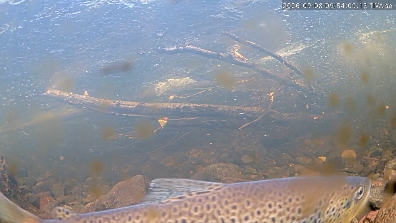 Video 2026-09-08 09:54