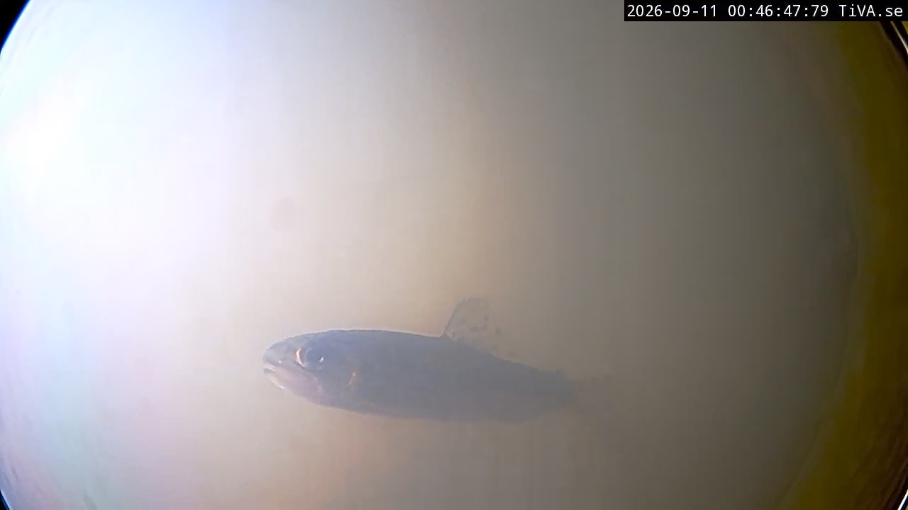 Video 2026-09-11 00:46
