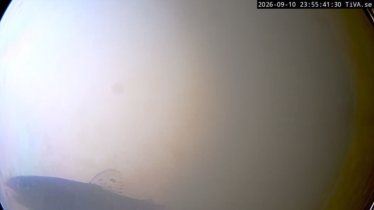 Video 2026-09-10 23:55