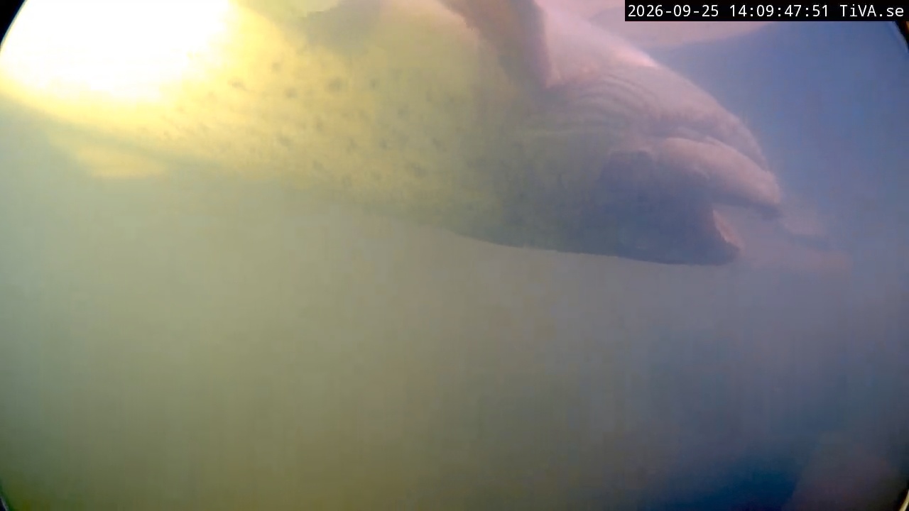 Video 2026-09-25 14:09