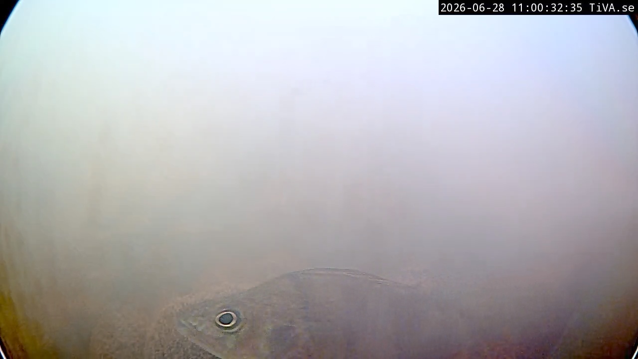 Video 2026-06-28 11:00