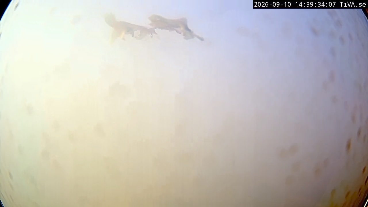 Video 2026-09-10 14:39