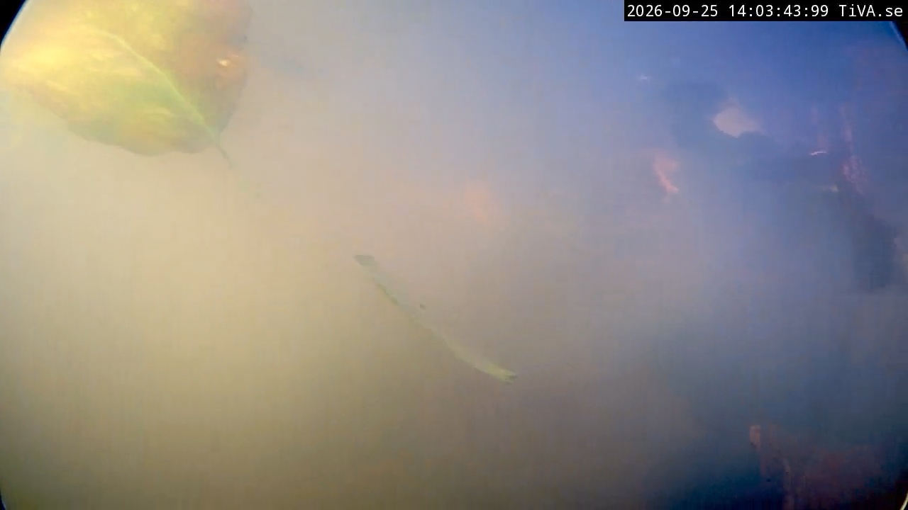 Video 2026-09-25 14:03