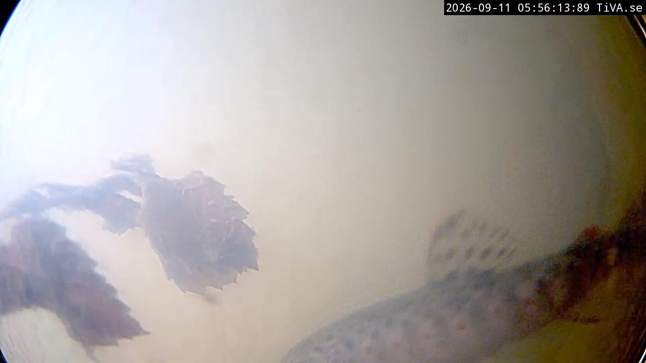 Video 2026-09-11 05:56