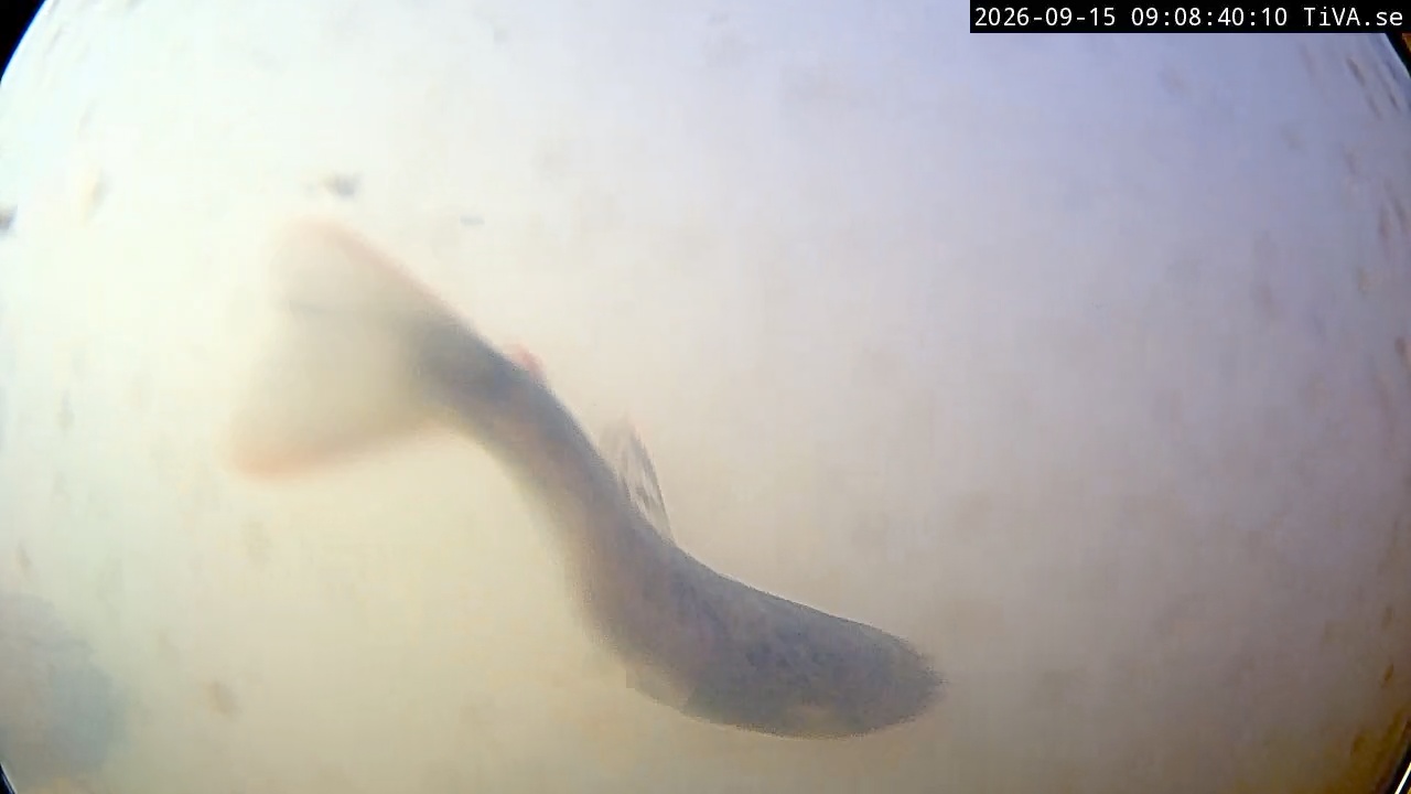 Video 2026-09-15 09:08