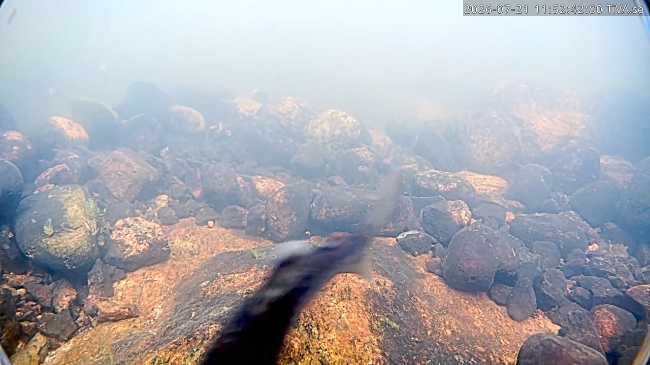Video 2026-07-21 11:52