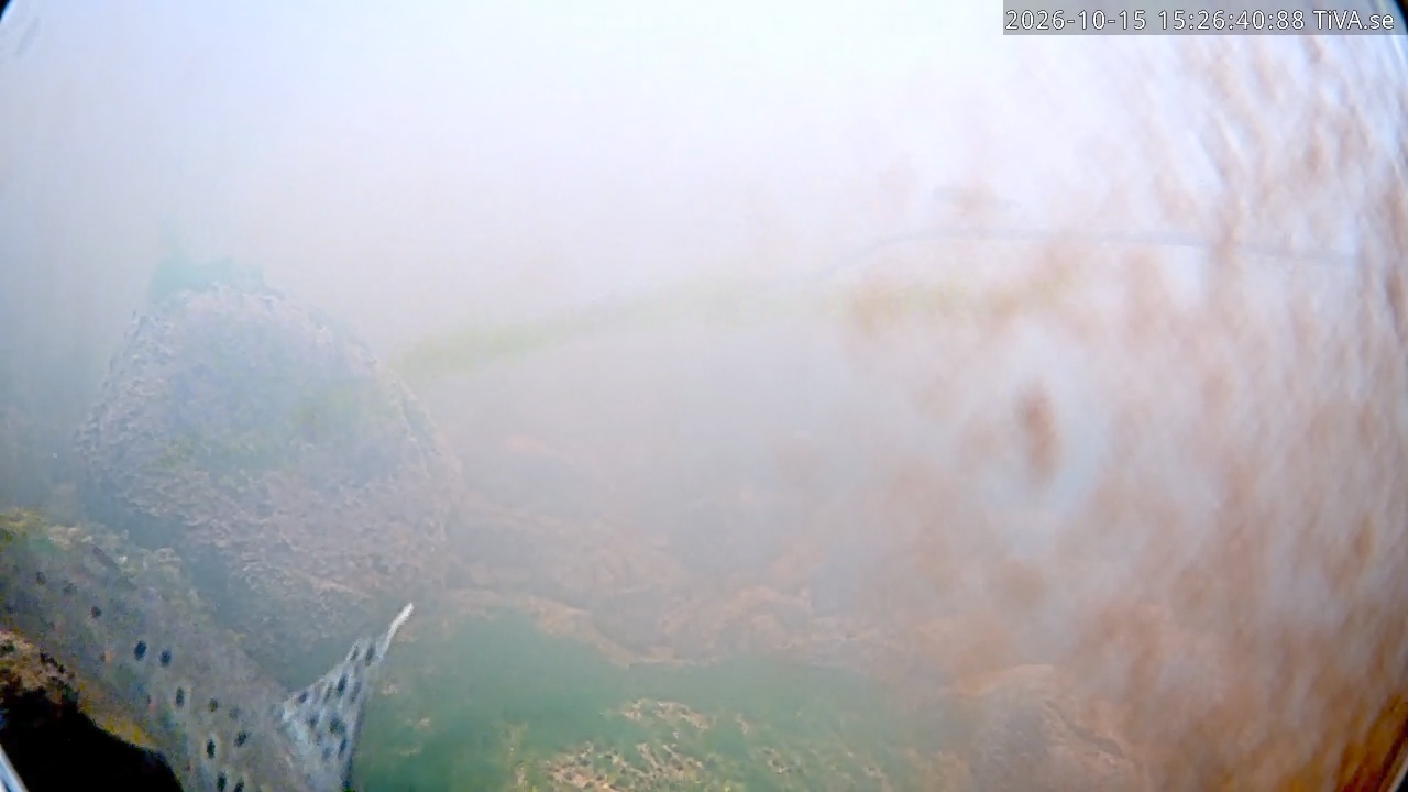 Video 2026-10-15 15:26