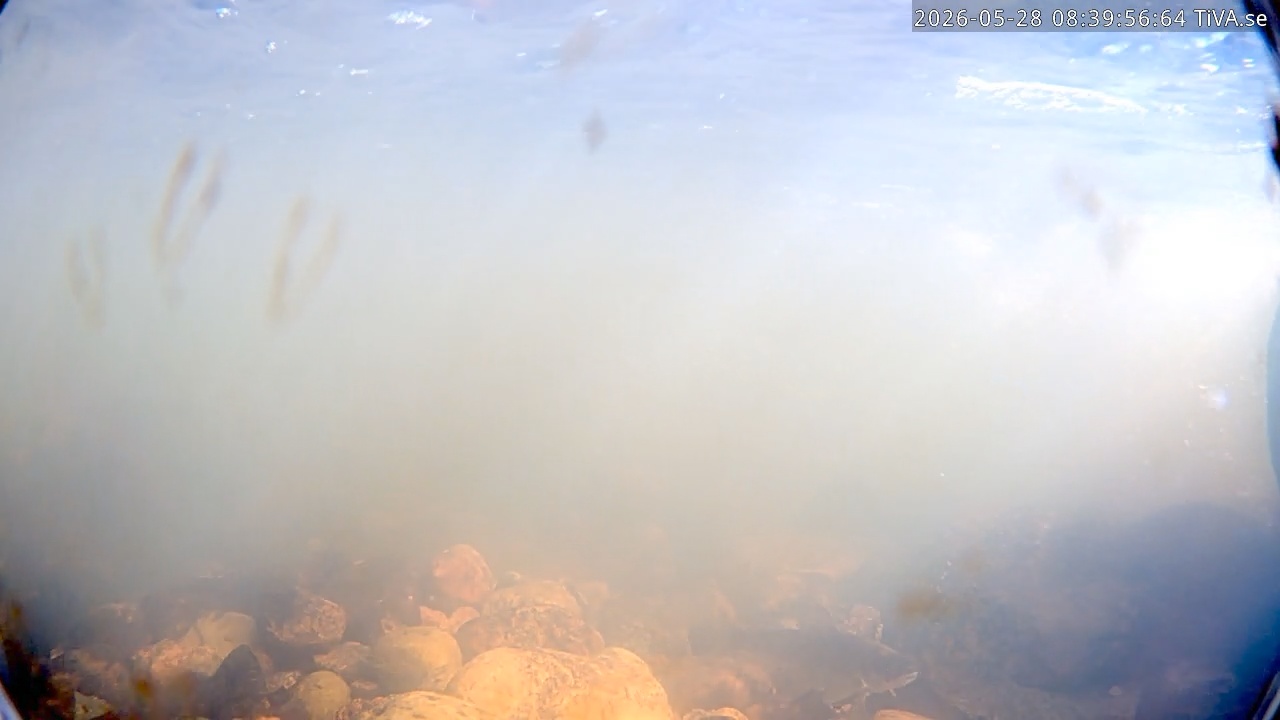 Video 2026-05-28 08:40