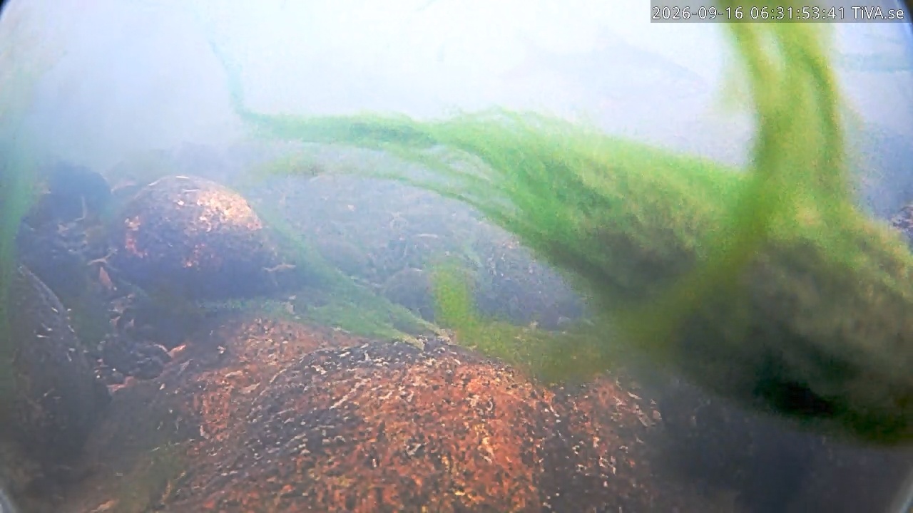 Video 2026-09-16 06:31