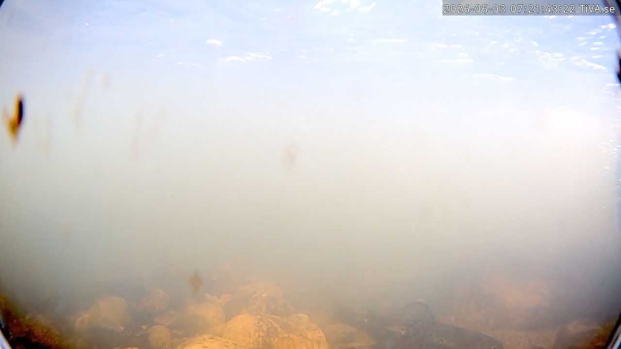Video 2026-06-03 07:21
