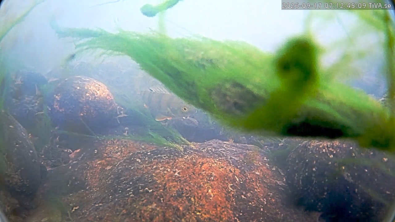 Video 2026-09-17 07:12