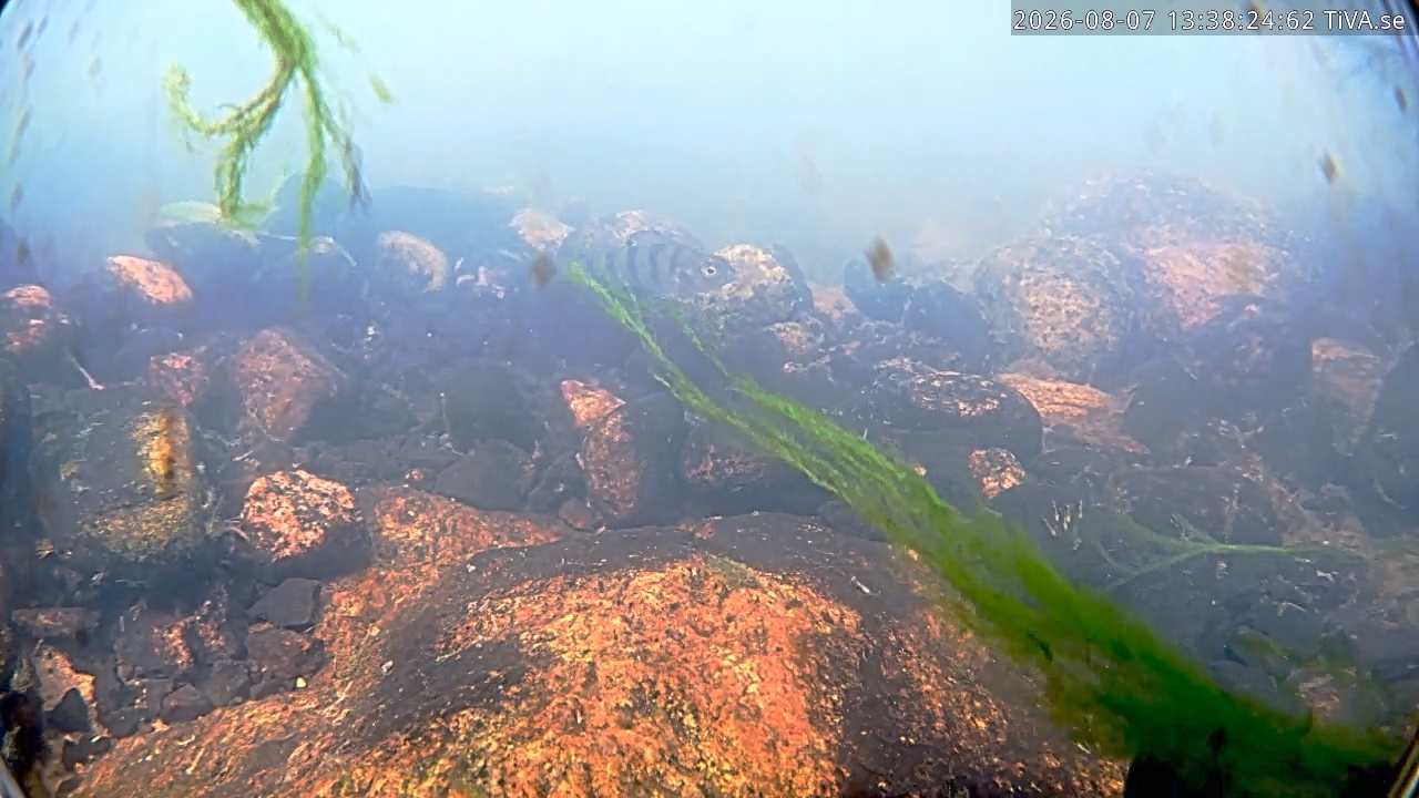 Video 2026-08-07 13:38