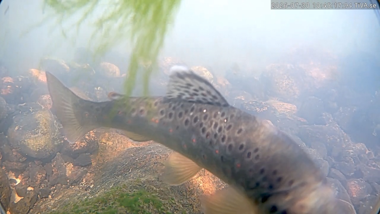 Video 2026-07-30 10:45