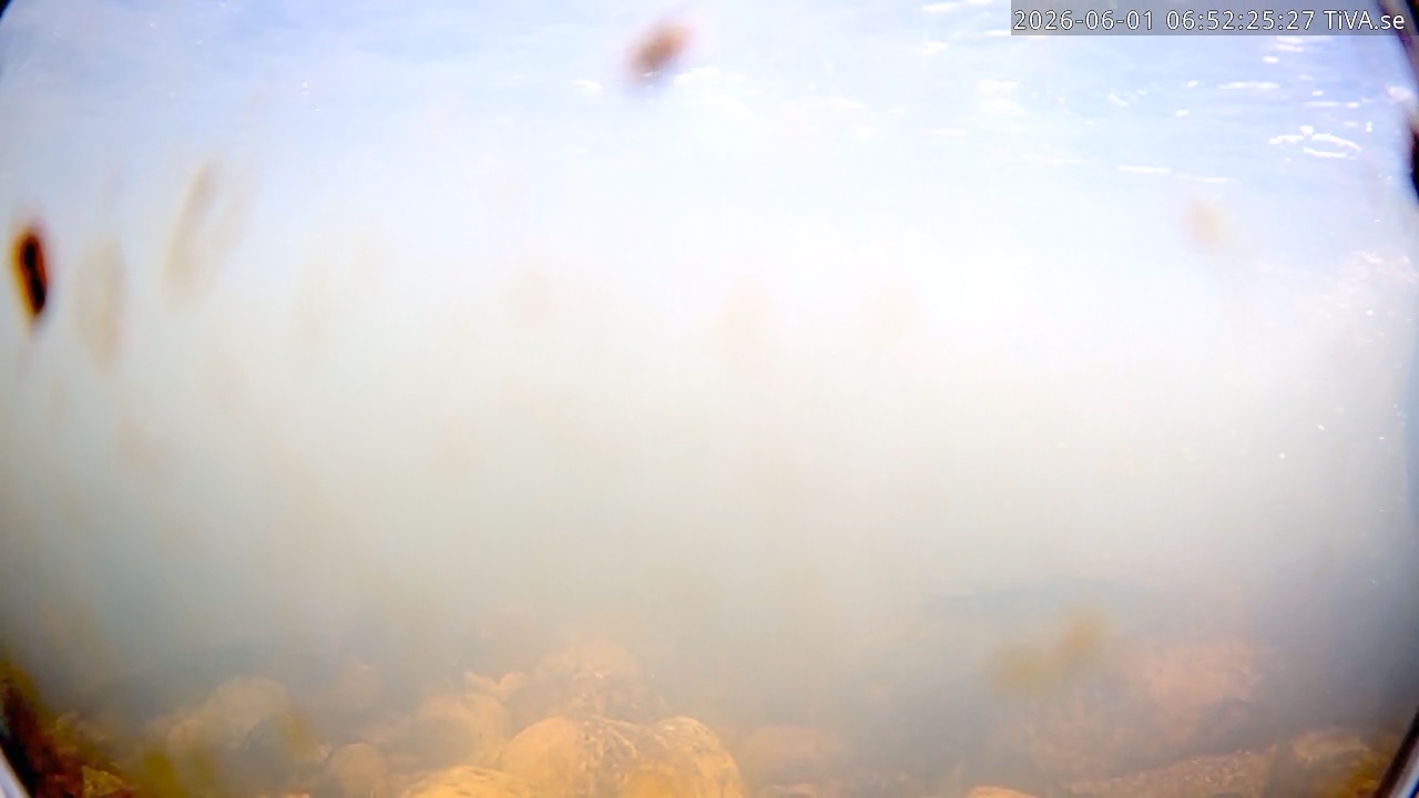 Video 2026-06-01 06:52