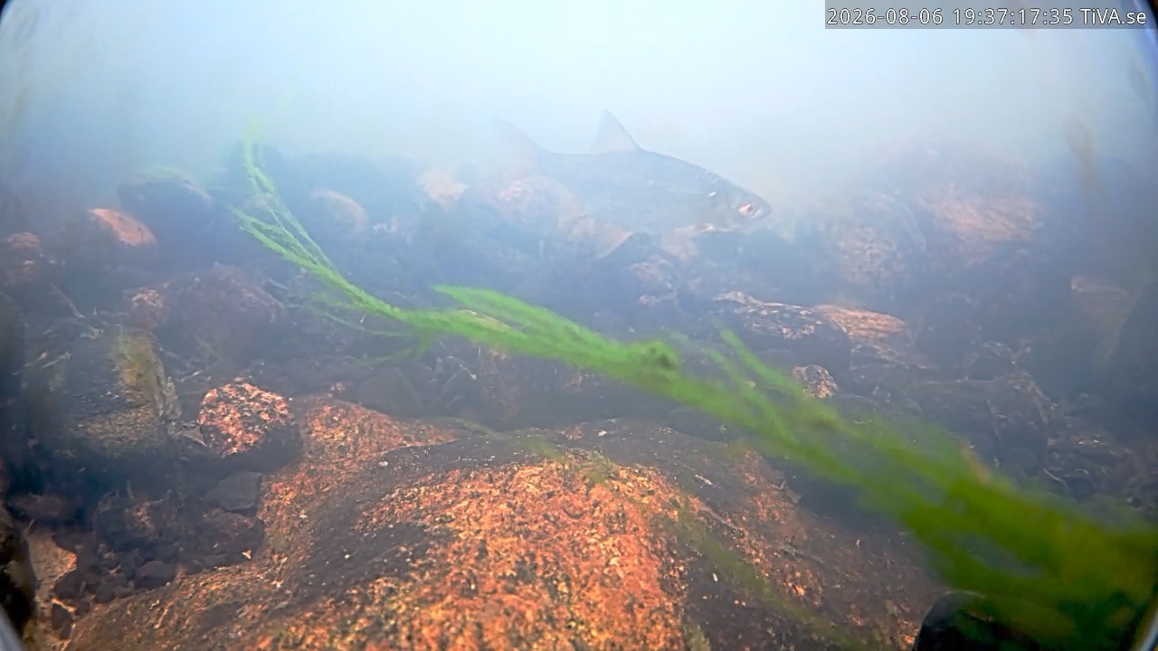 Video 2026-08-06 19:37