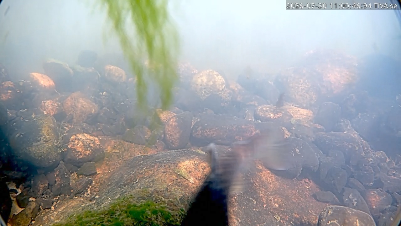 Video 2026-07-30 11:00