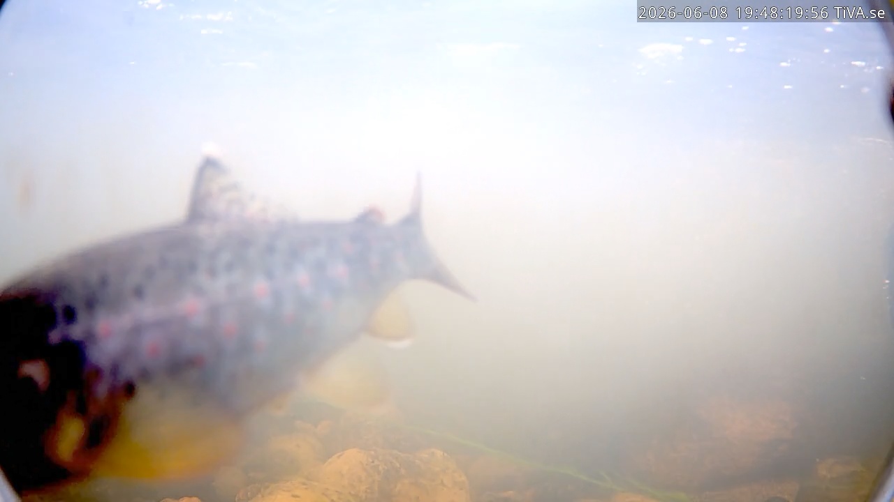Video 2026-06-08 19:48