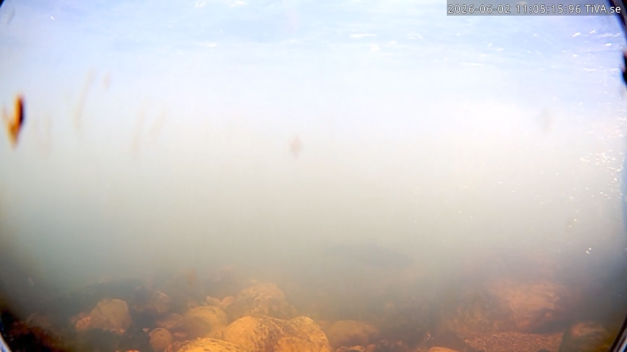 Video 2026-06-02 11:05
