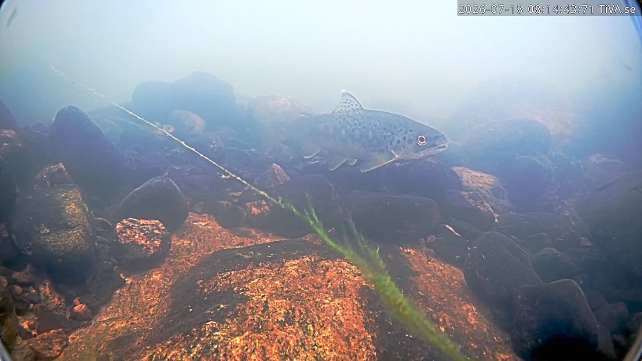 Video 2026-07-18 08:14