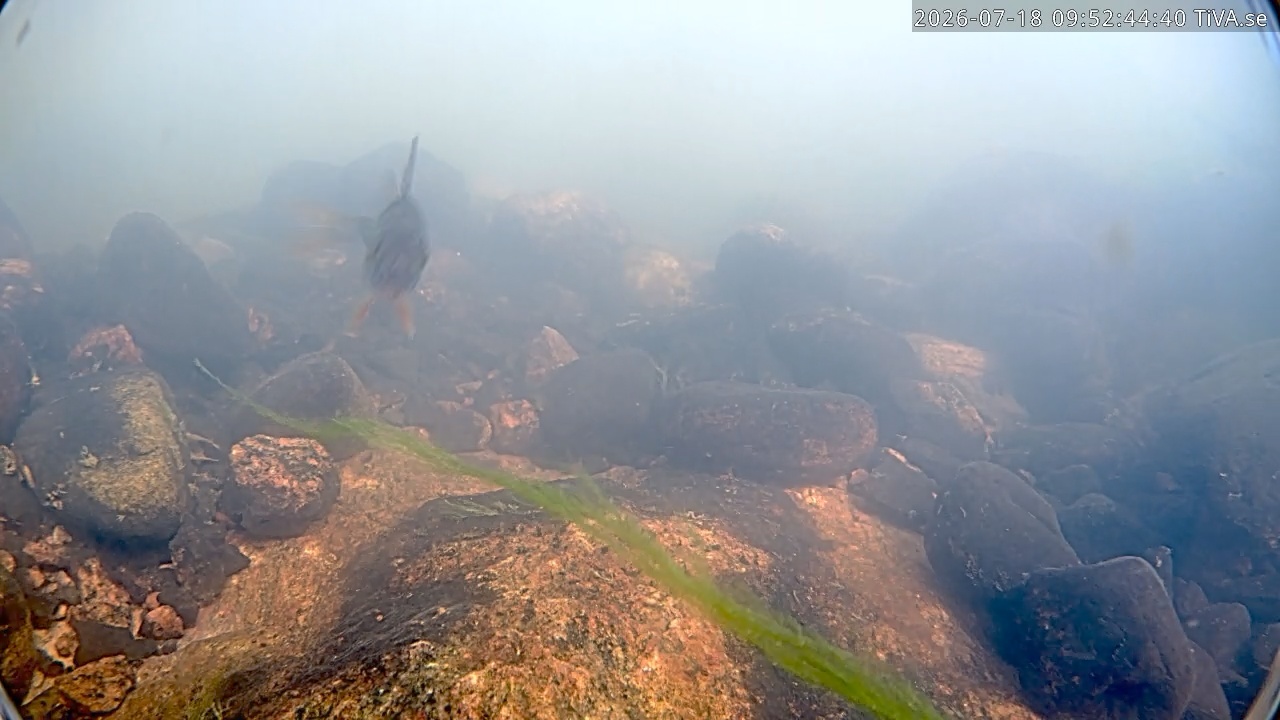 Video 2026-07-18 09:52
