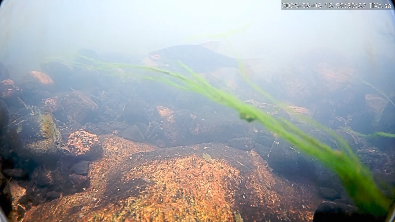 Video 2026-08-06 19:00