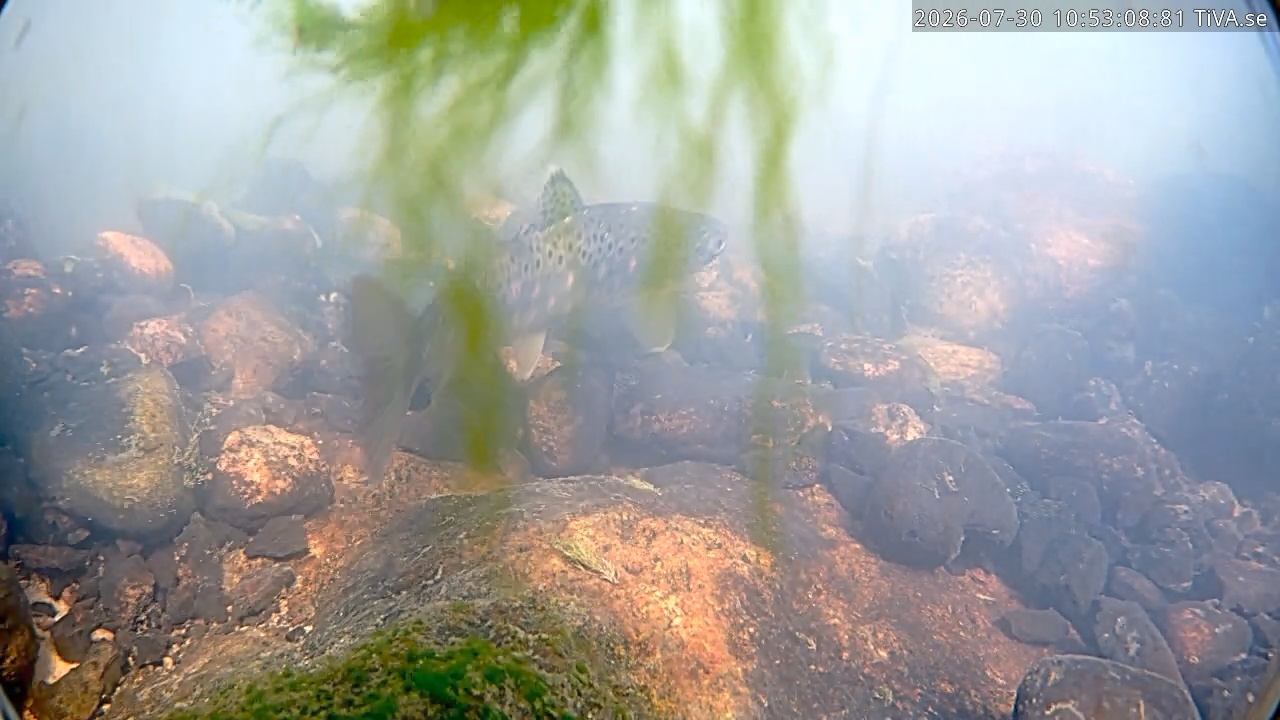 Video 2026-07-30 10:53