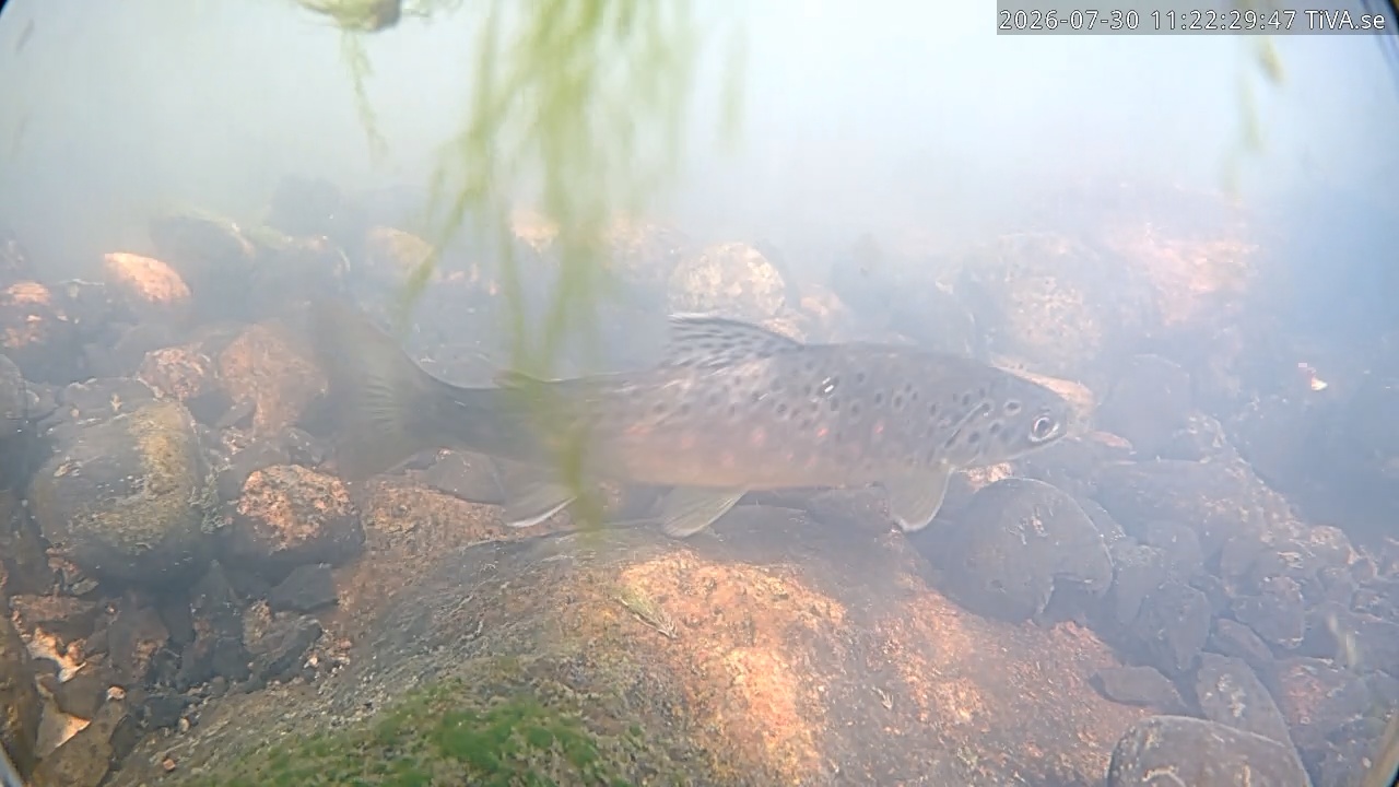 Video 2026-07-30 11:22