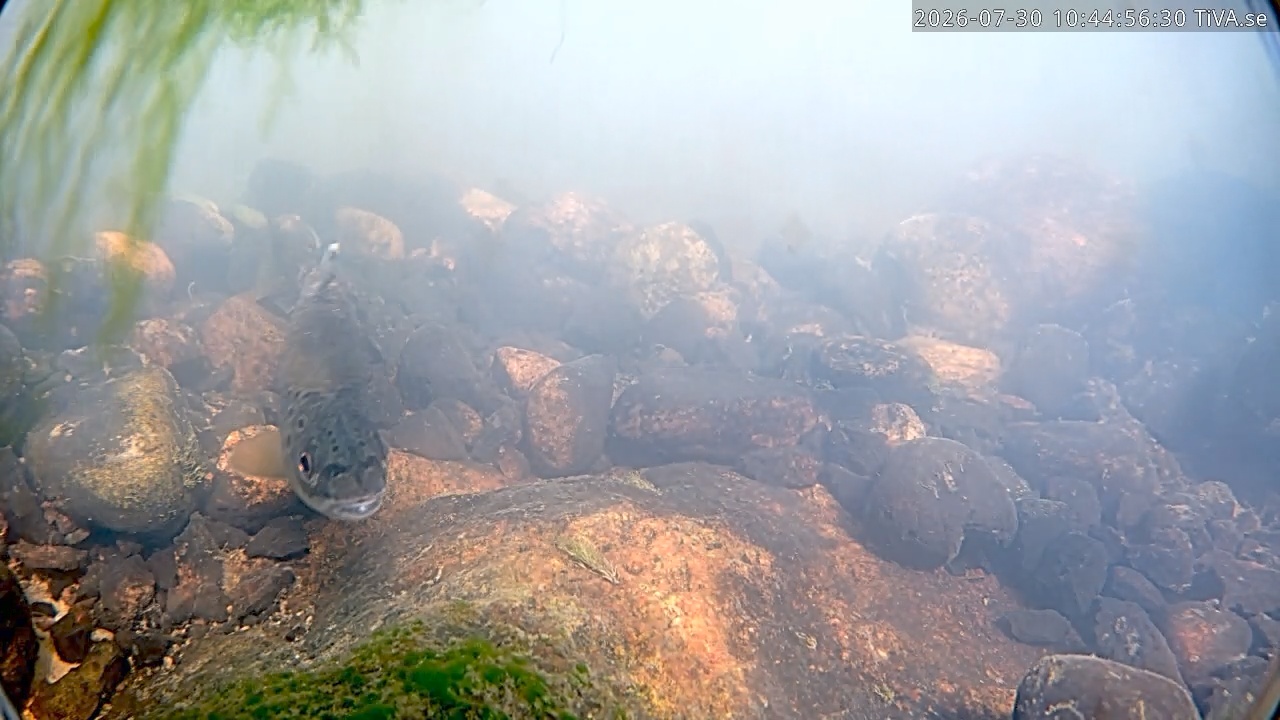 Video 2026-07-30 10:45