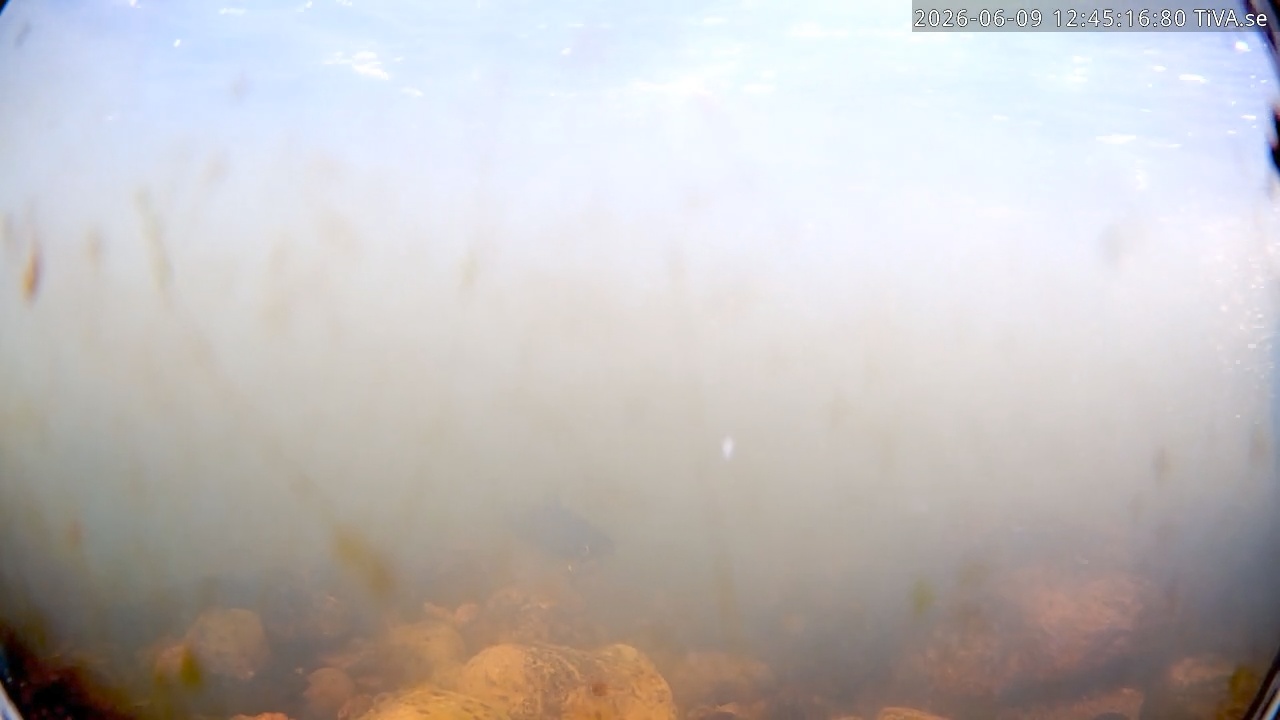 Video 2026-06-09 12:45