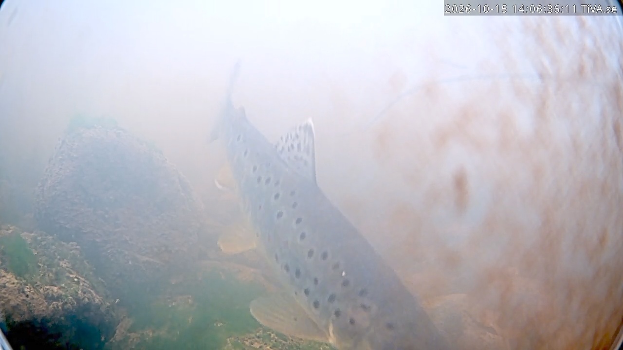 Video 2026-10-15 14:06
