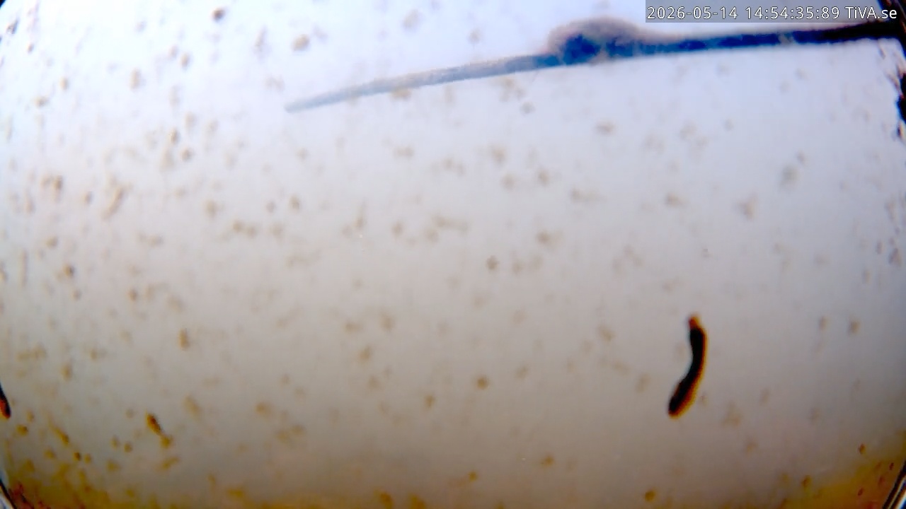 Video 2026-05-14 14:54