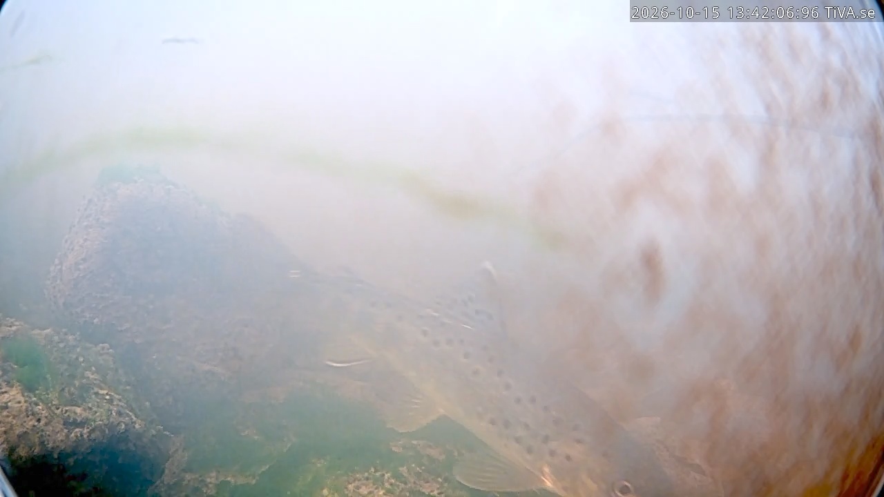 Video 2026-10-15 13:42