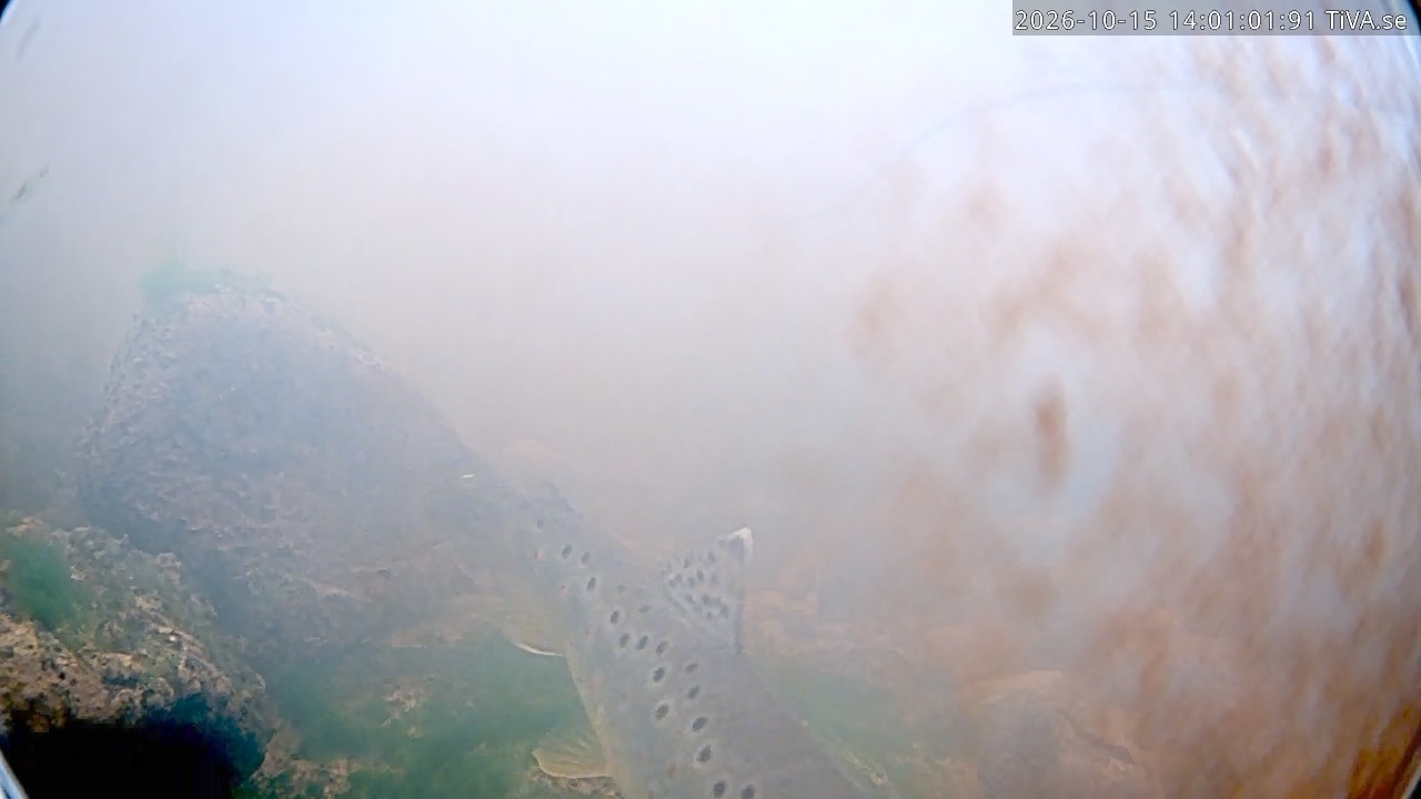 Video 2026-10-15 14:01